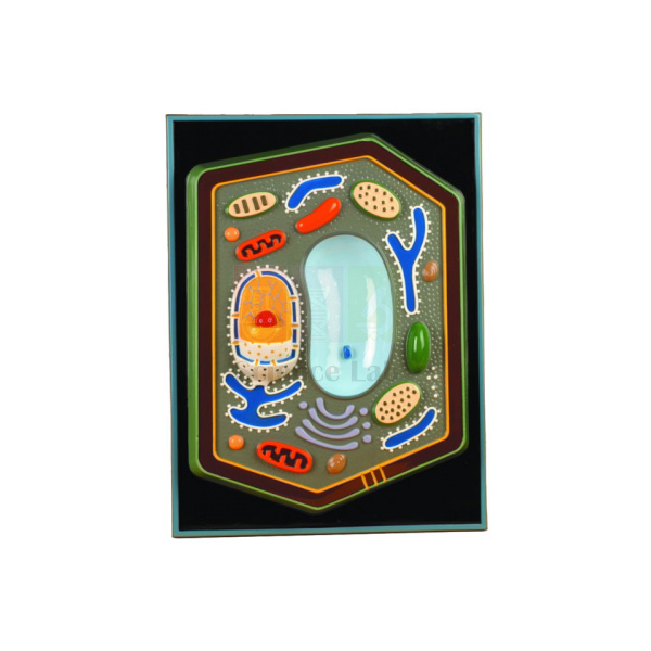Plant Cell Plaque